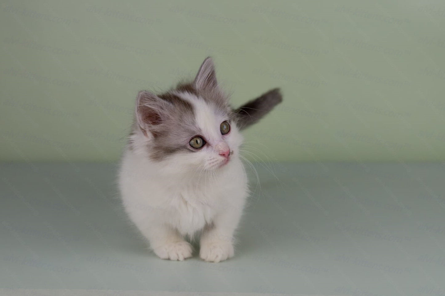 Munchkin Kitten Name "Yuppi" WP
