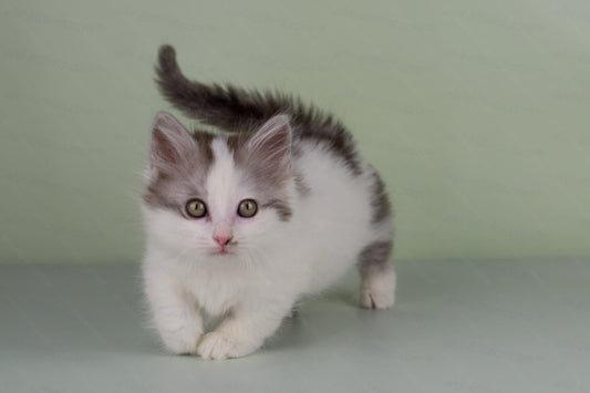 Munchkin Kitten Name "Yuppi" WP