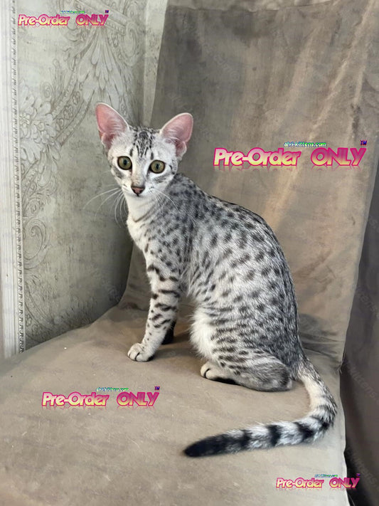 Egyptian Mau Kitten Name "MNf-001" WP