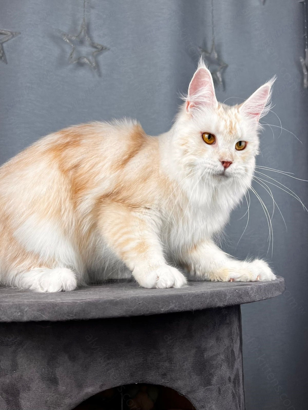 Maine Coon  Cat Name "Milana"