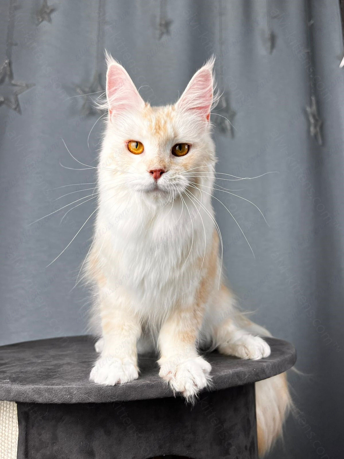 Maine Coon  Cat Name "Milana"