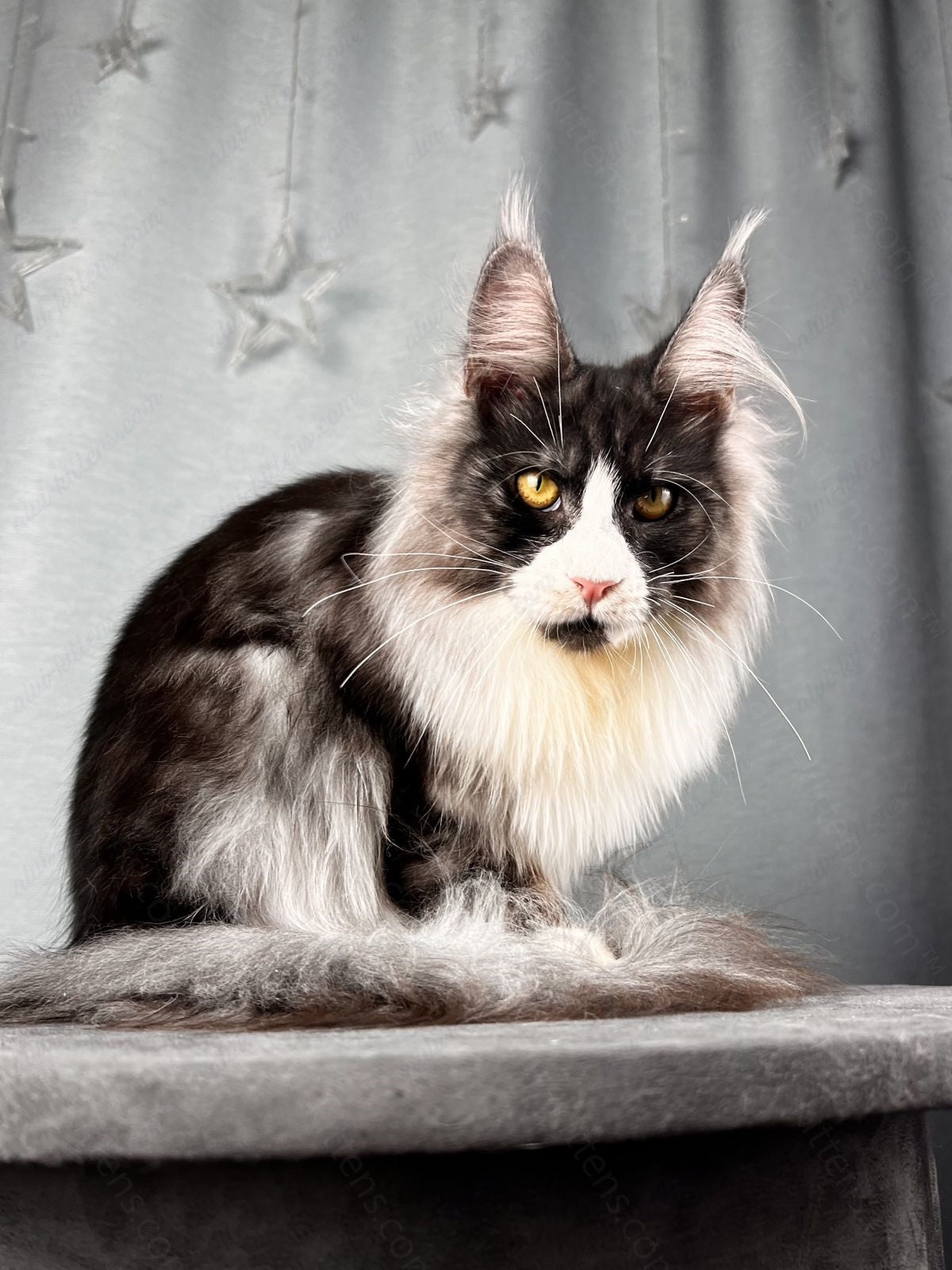 Maine Coon Kitten Name "Tiamat"