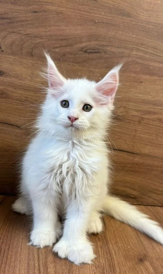 Maine Coon Kitten Name " MCf-003"