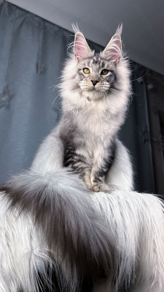 Maine Coon Kitten Name "Zeus"