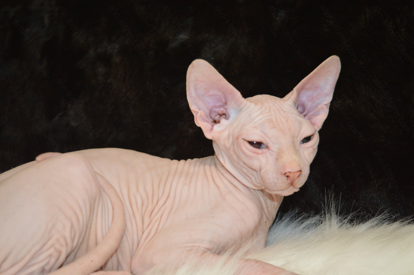 Canadian Sphynx Kitten "CSm-011"