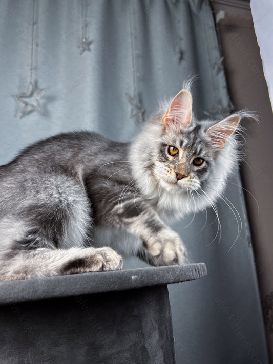 Maine Coon Kitten Name "Zenon"