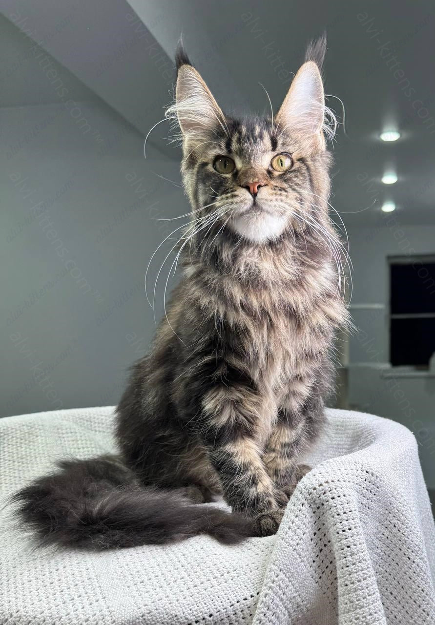 Maine Coon Kitten Name "Bailey's"