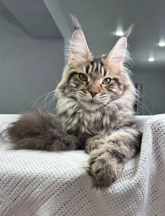 Maine Coon Kitten Name "Ariella"