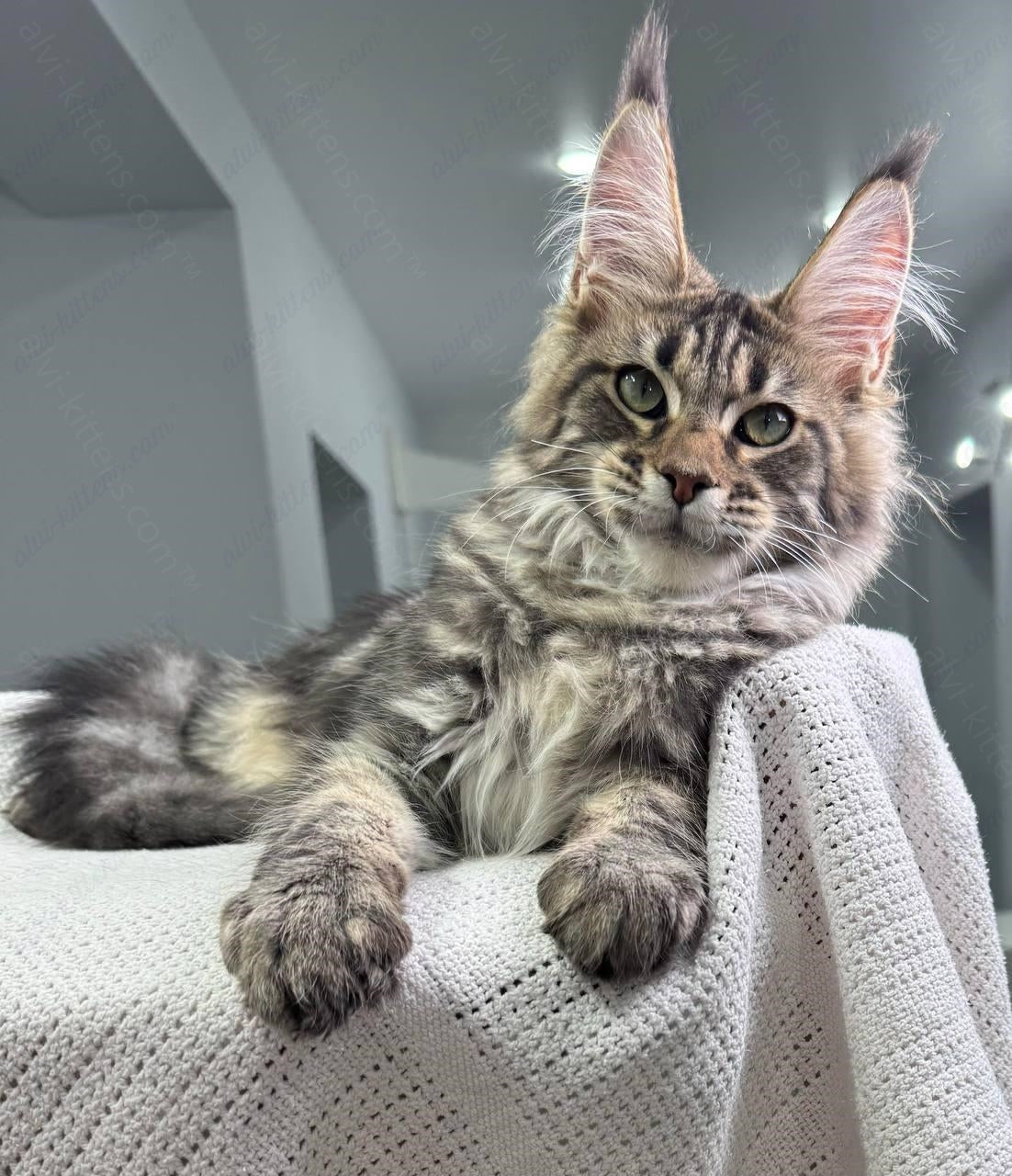 Maine Coon Kitten Name "Christos"