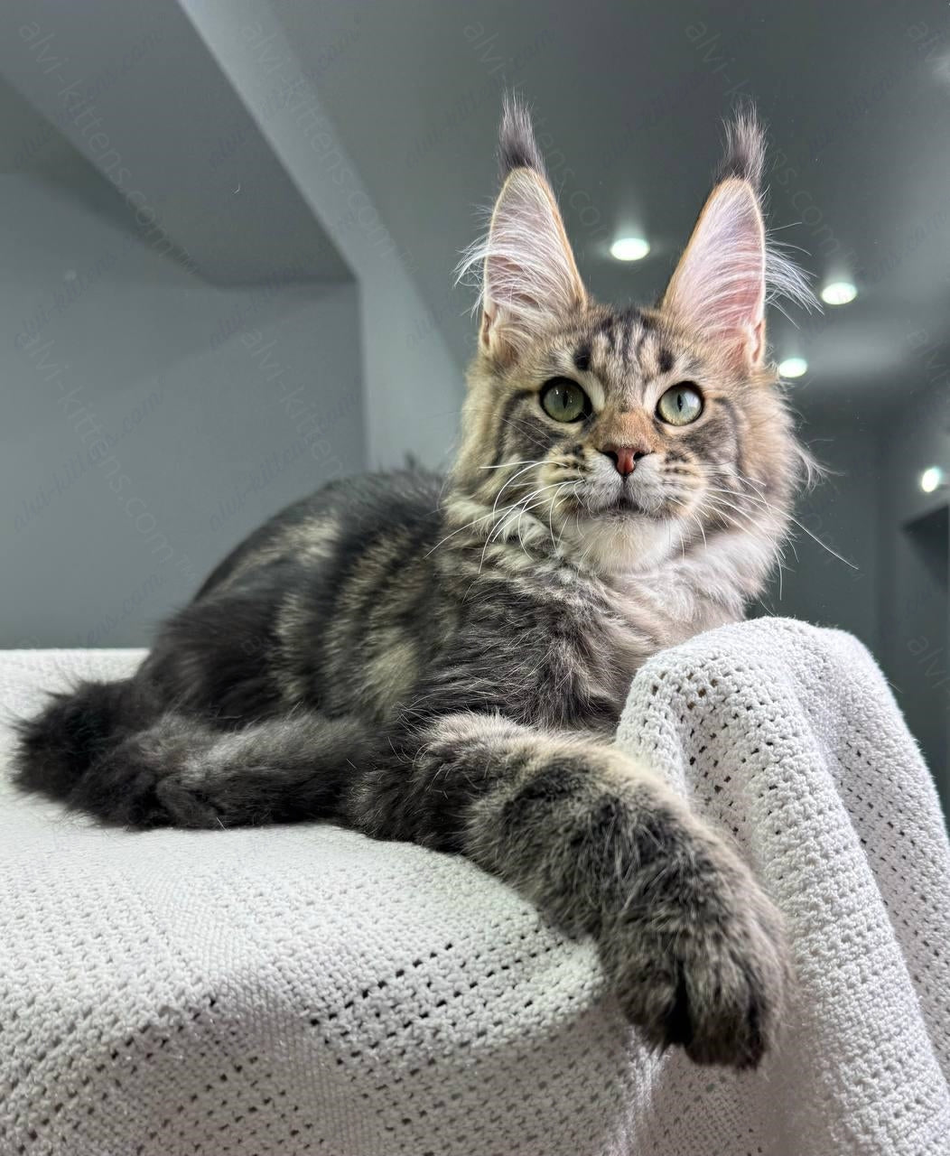 Maine Coon Kitten Name "Christos"