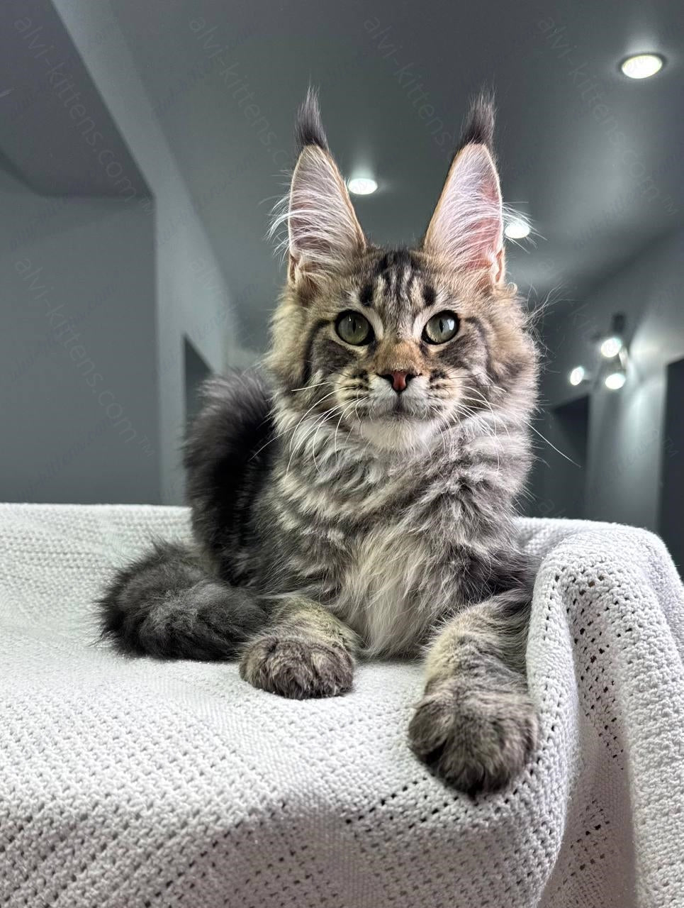 Maine Coon Kitten Name "Christos"