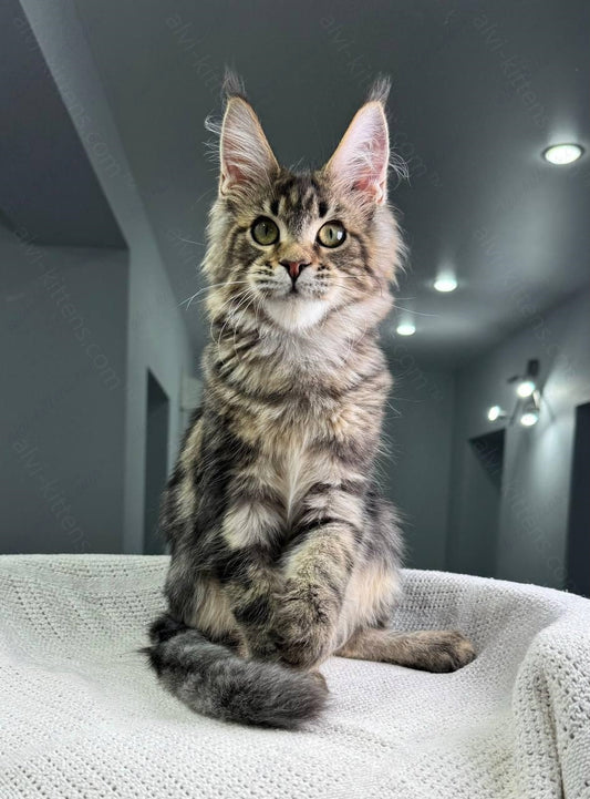 Maine Coon Kitten Name "Cappuccino"