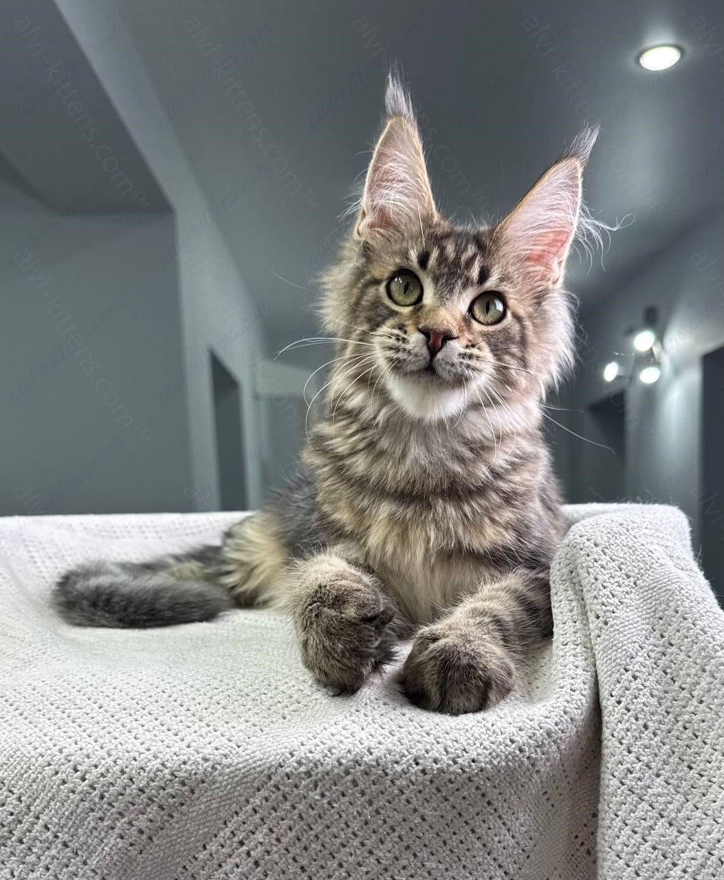 Maine Coon Kitten Name "Cappuccino"