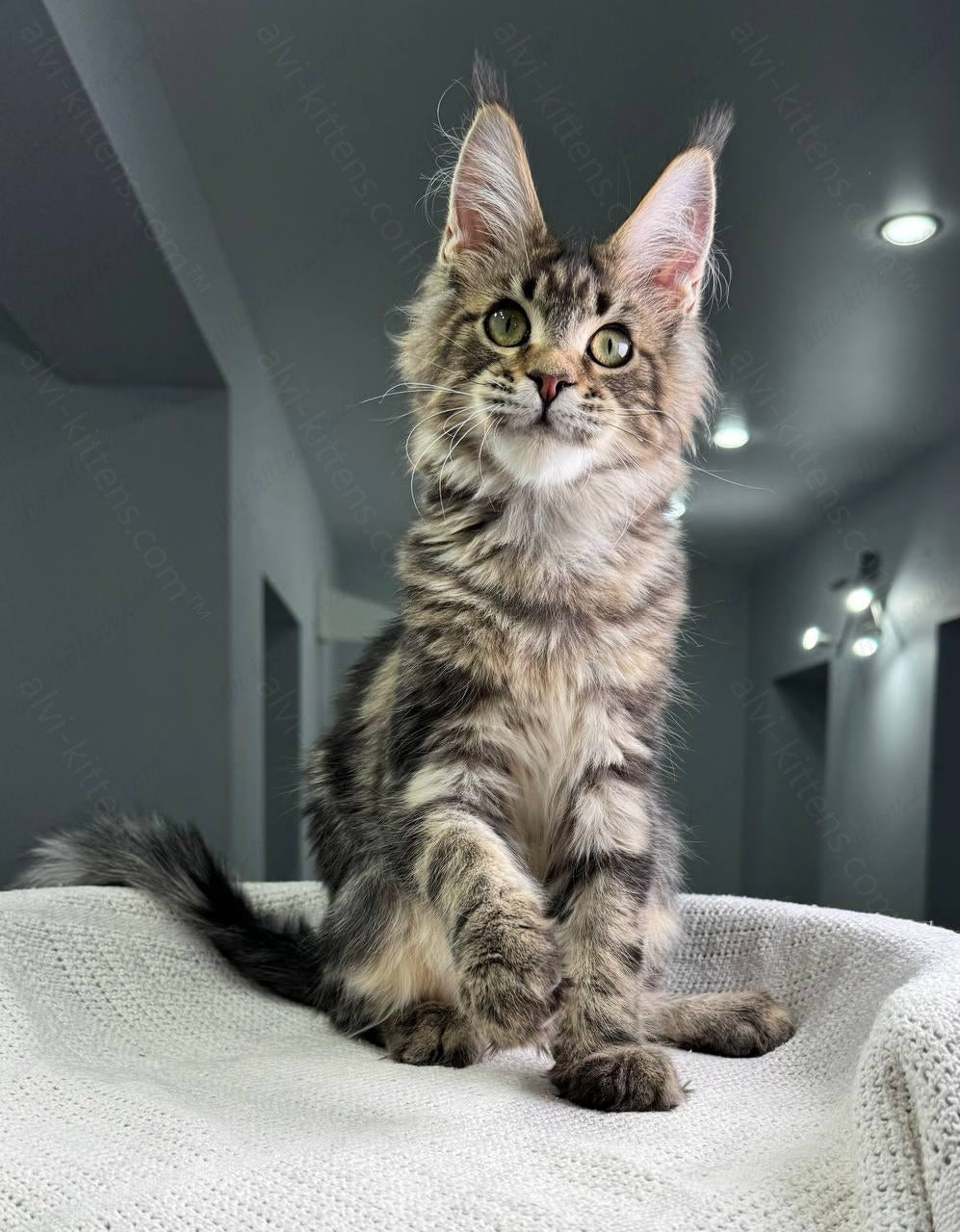 Maine Coon Kitten Name "Cappuccino"