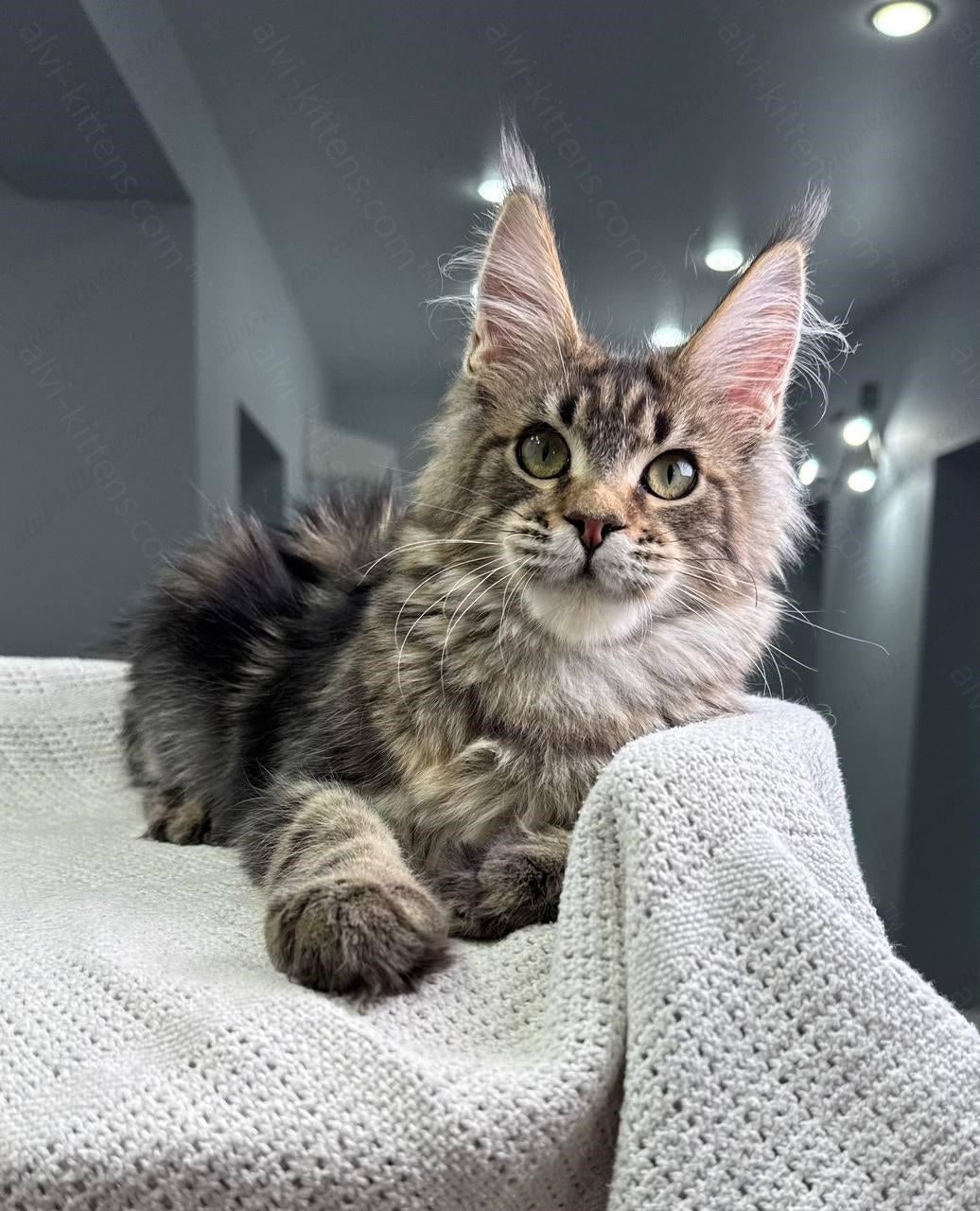 Maine Coon Kitten Name "Cappuccino"