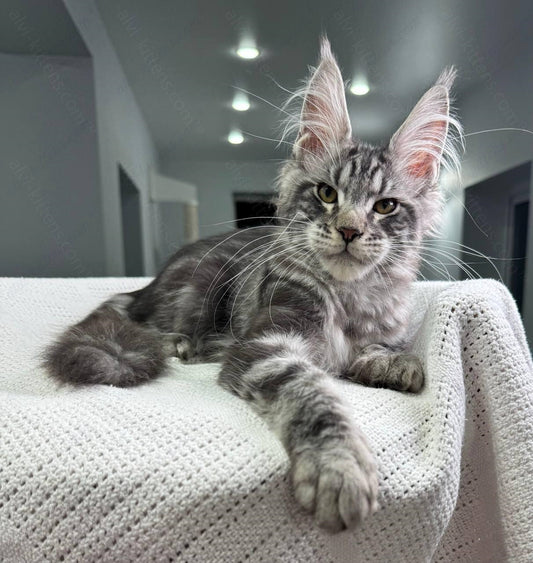 Maine Coon Kitten Name "Debut"