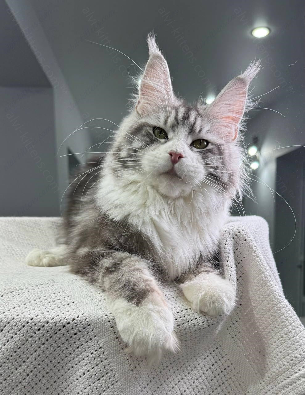 Maine Coon Kitten Name "Arriva"