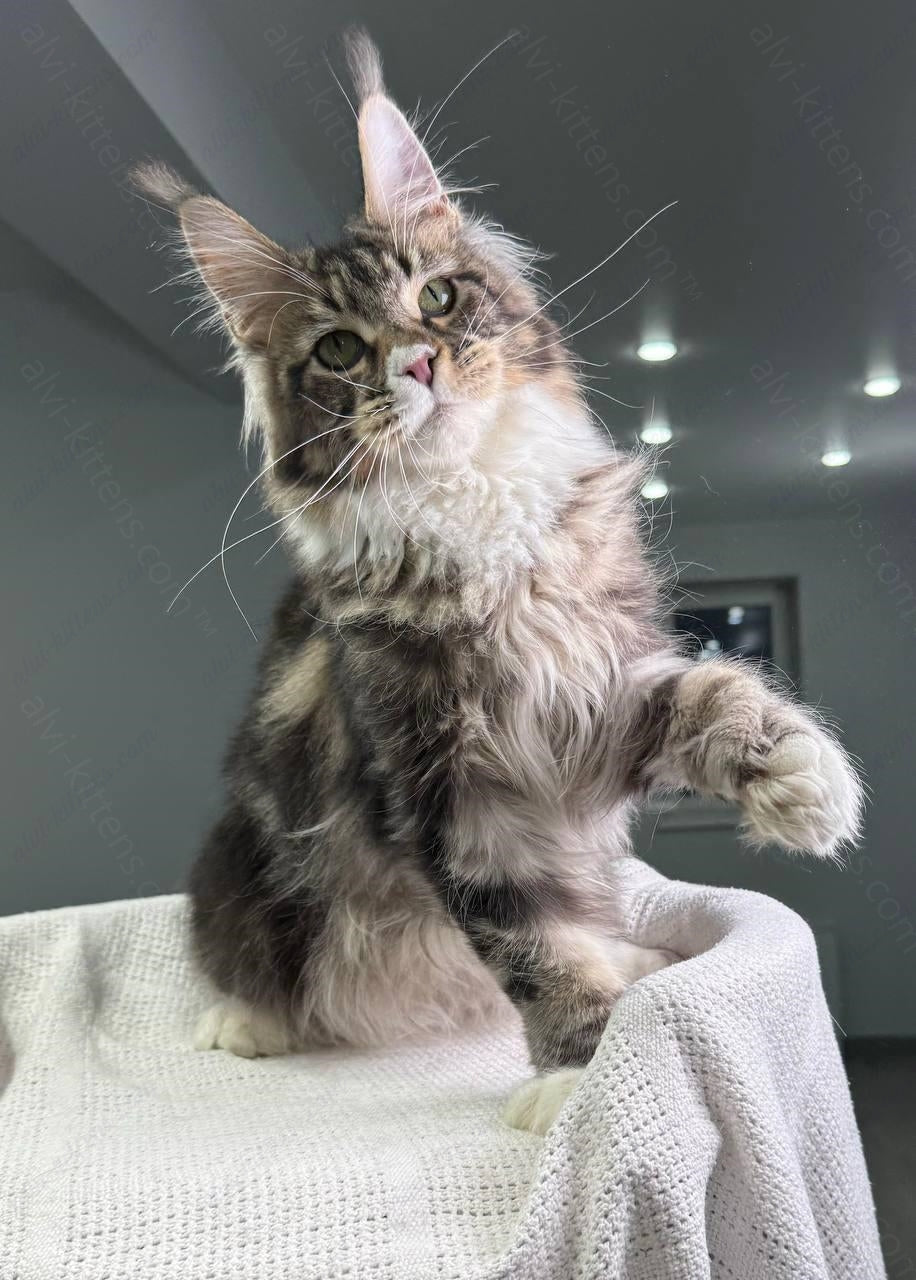 Maine Coon Kitten Name "Atlantis"