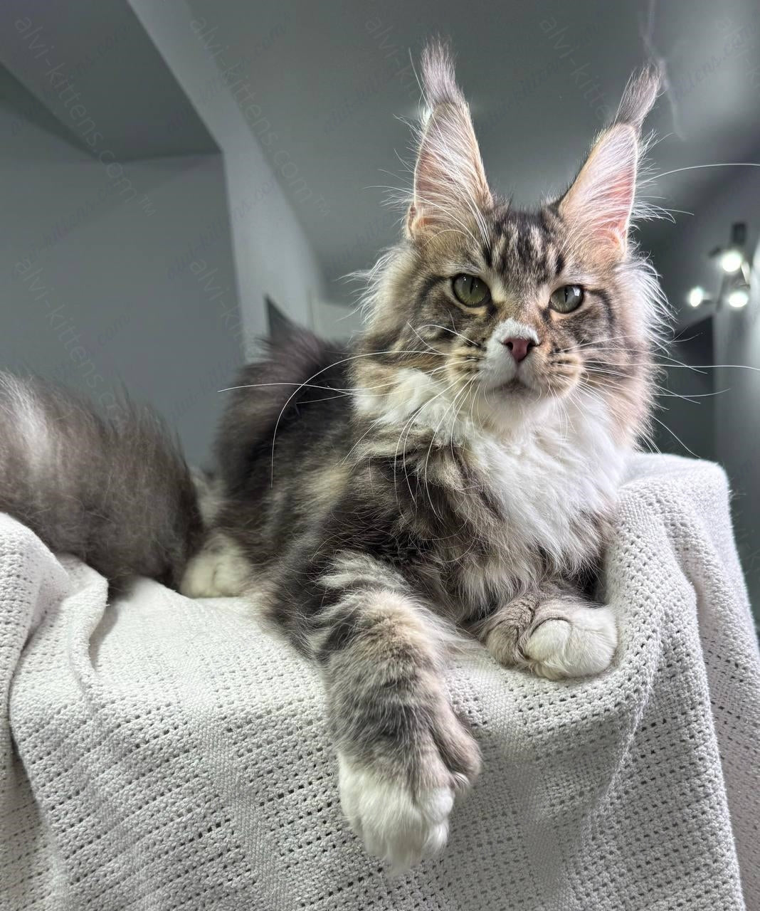 Maine Coon Kitten Name "Atlantis"