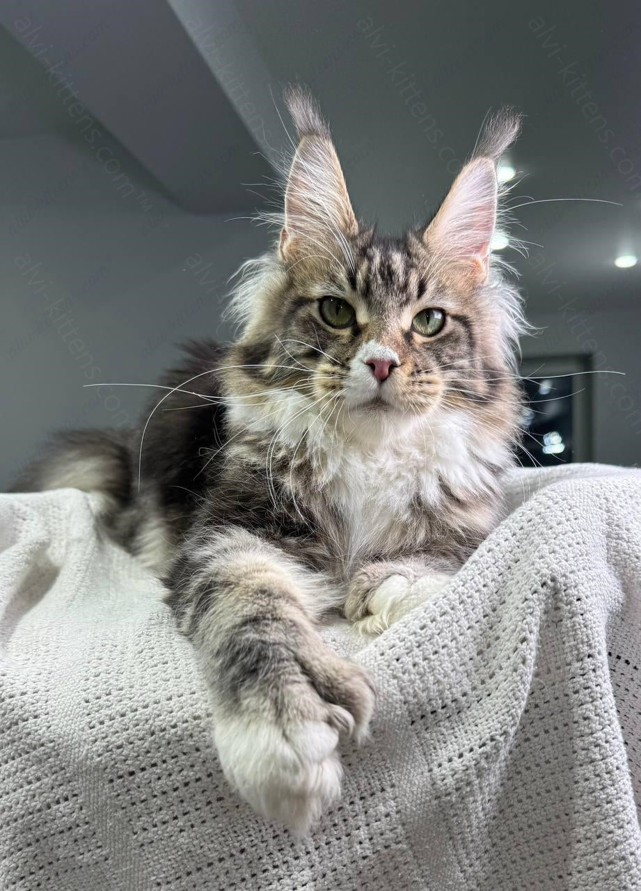 Maine Coon Kitten Name "Atlantis"