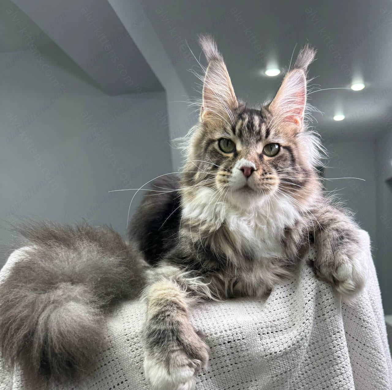 Maine Coon Kitten Name "Atlantis"