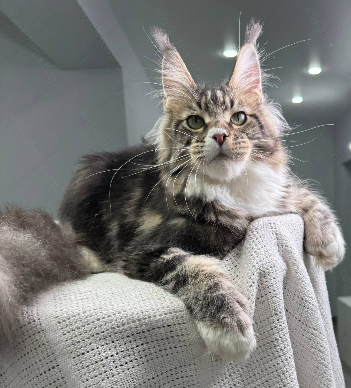 Maine Coon Kitten Name "Atlantis"