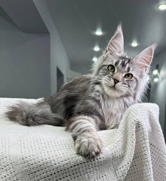 Maine Coon Kitten Name "Basta"