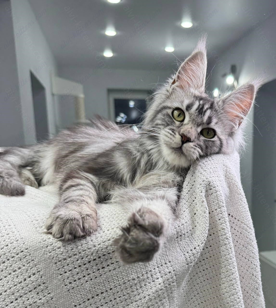 Maine Coon Kitten Name "Basta"