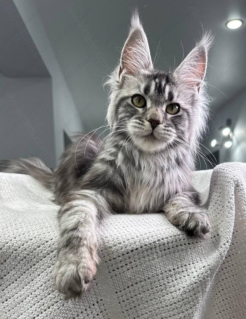 Maine Coon Kitten Name "Basta"