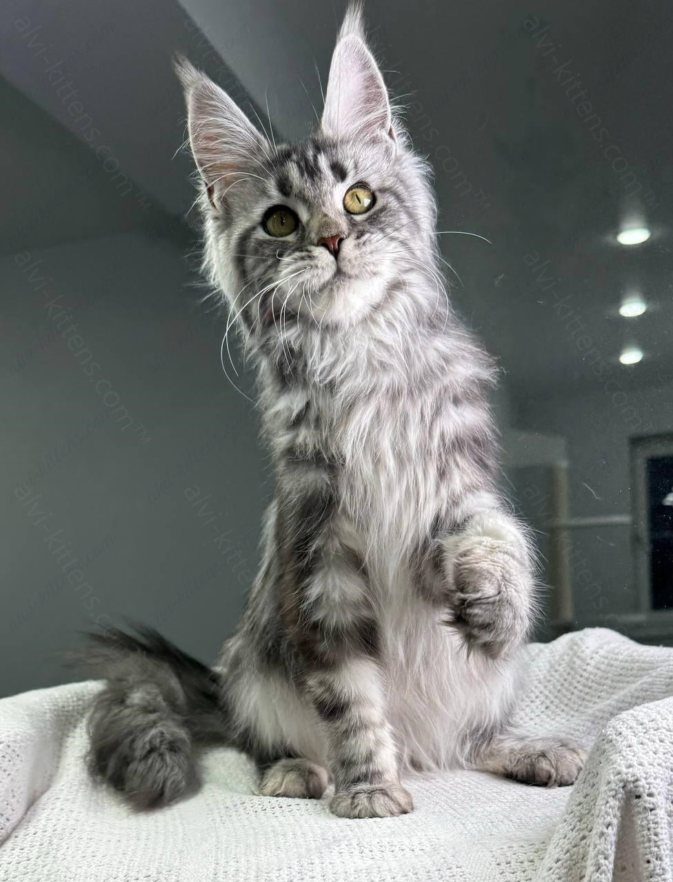 Maine Coon Kitten Name "Basta"