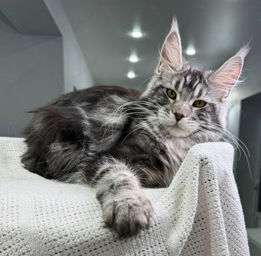 Maine Coon Kitten Name "Baffy"