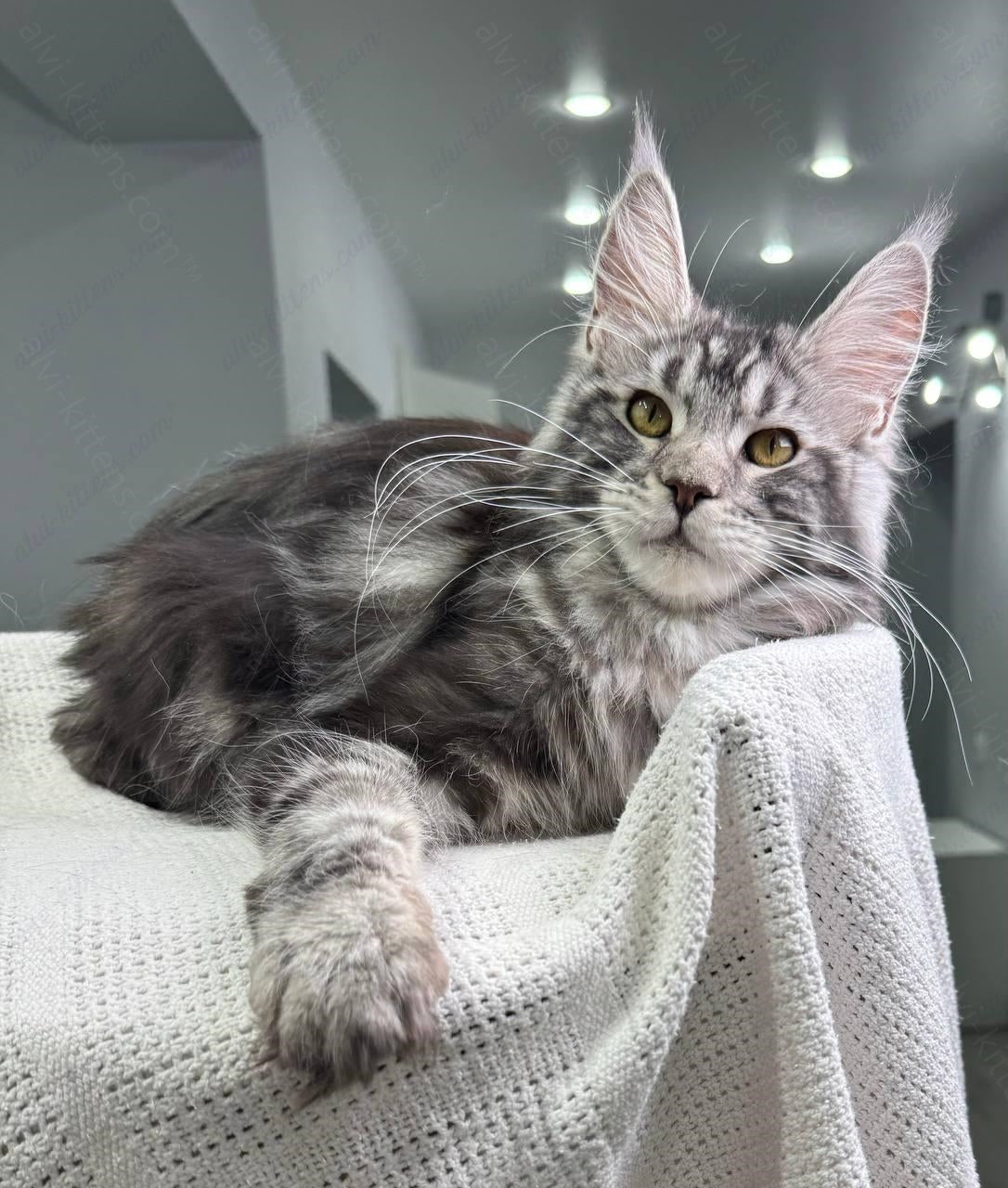 Maine Coon Kitten Name "Baffy"