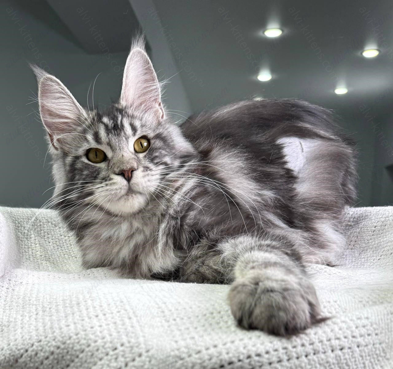 Maine Coon Kitten Name "Baffy"