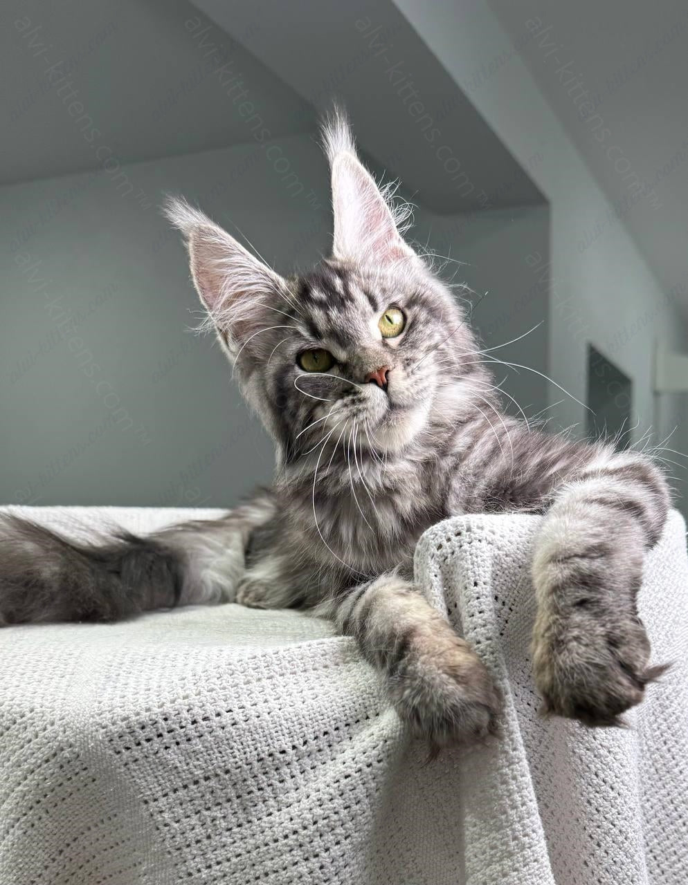 Maine Coon Kitten Name "Barbara"