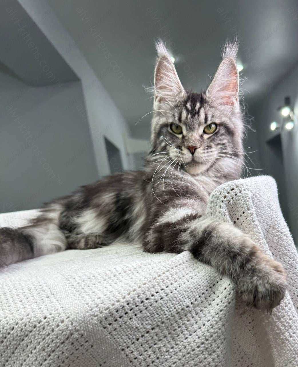 Maine Coon Kitten Name "Barbara"