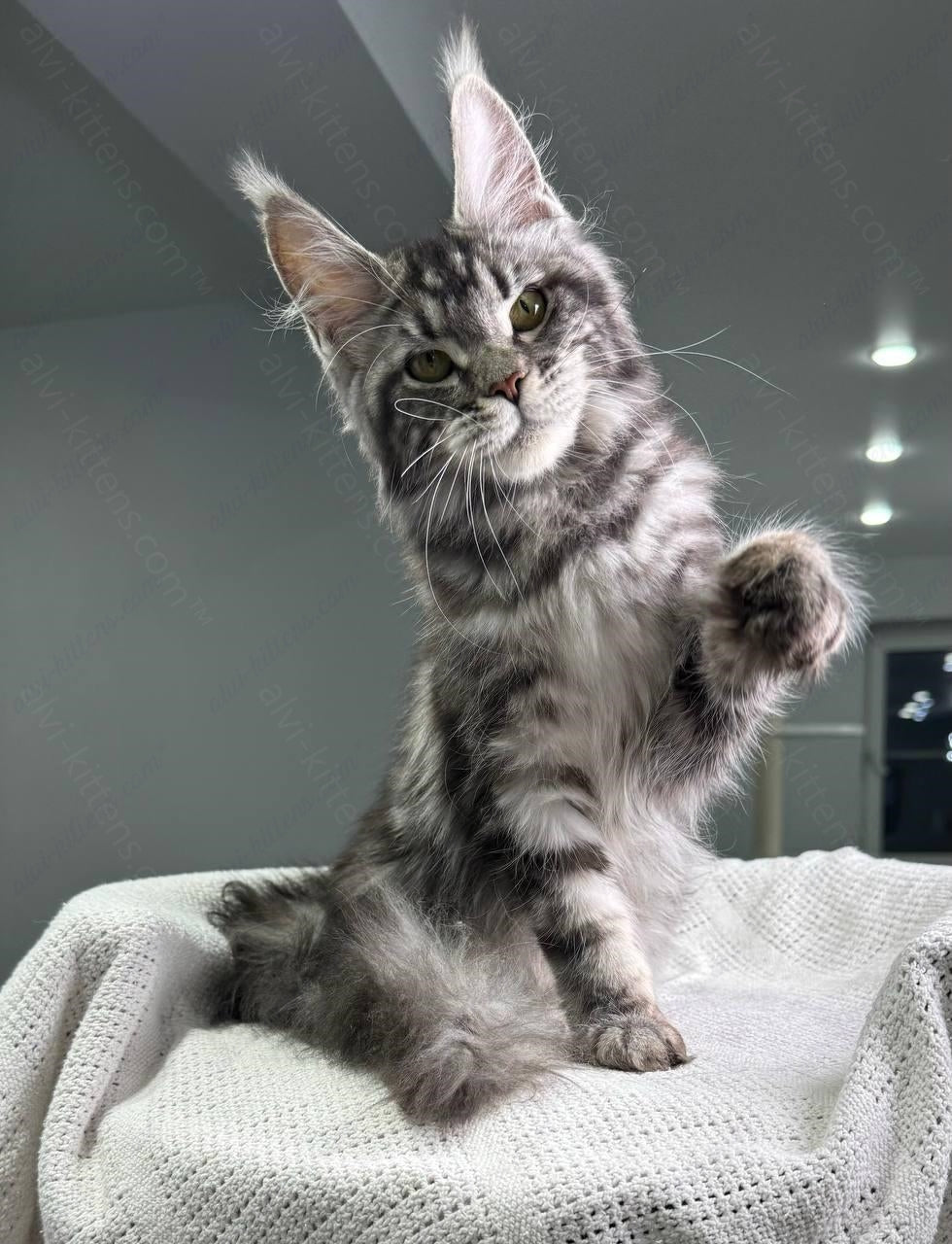 Maine Coon Kitten Name "Barbara"