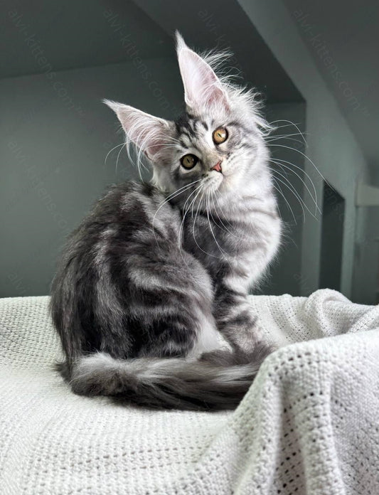 Maine Coon Kitten Name "Dakota"