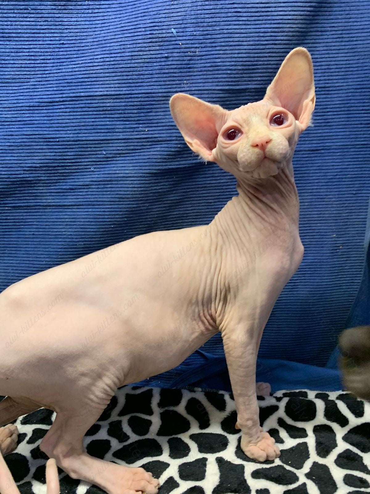 Canadian Sphynx Kitten "Masha"