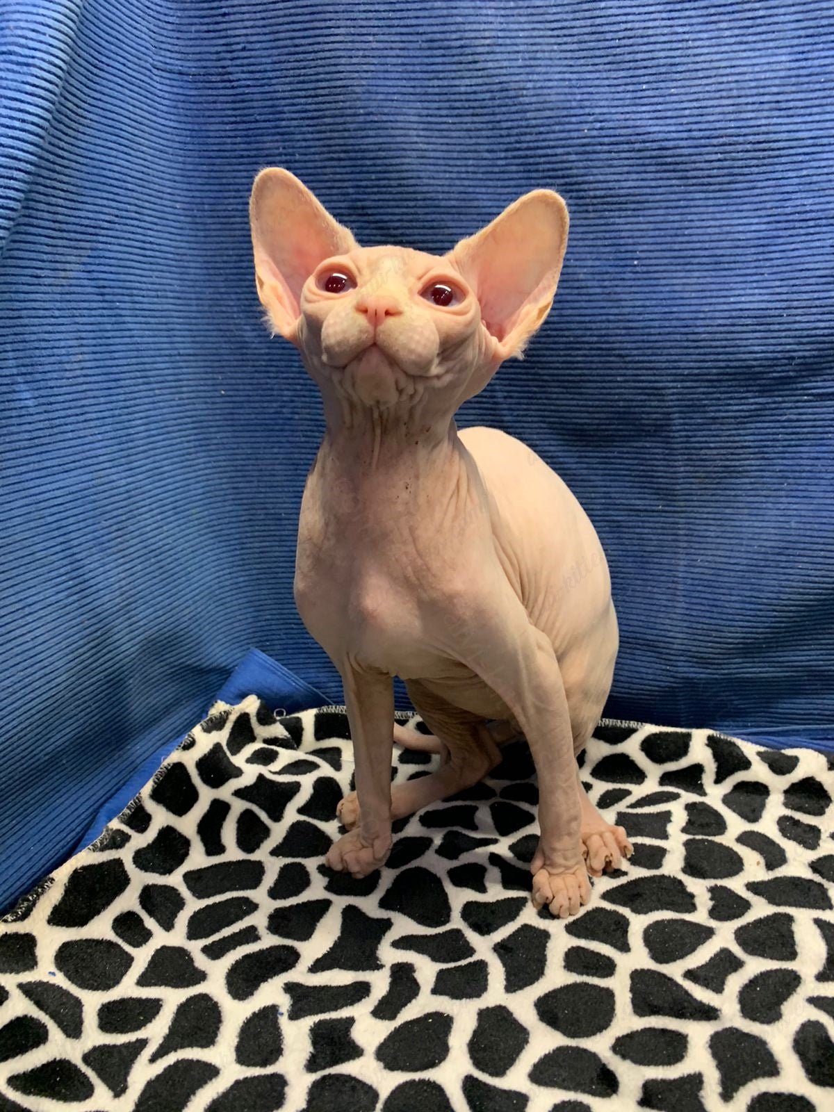 Canadian Sphynx Kitten "Masha"