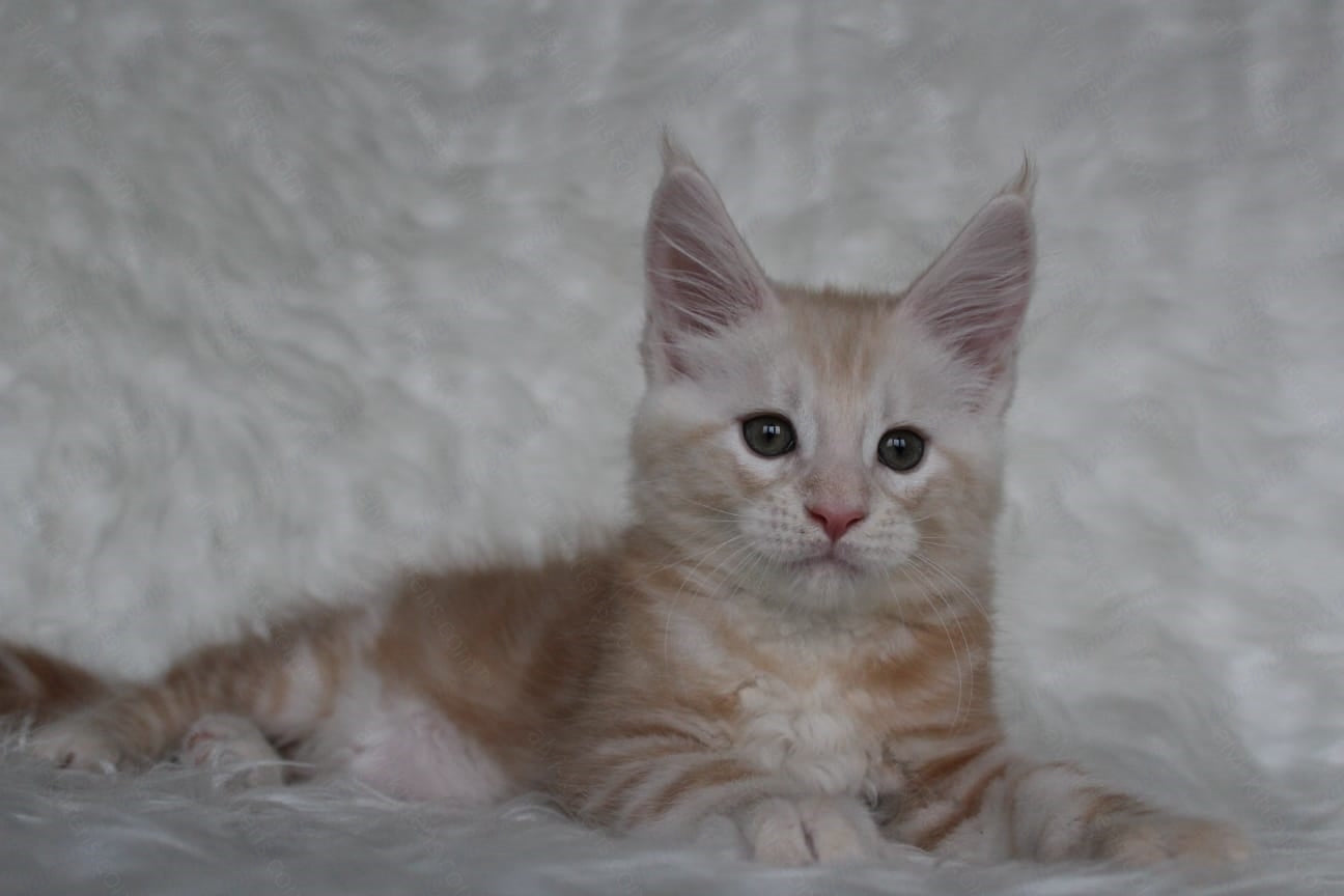 Maine Coon Kitten Name "Quest"