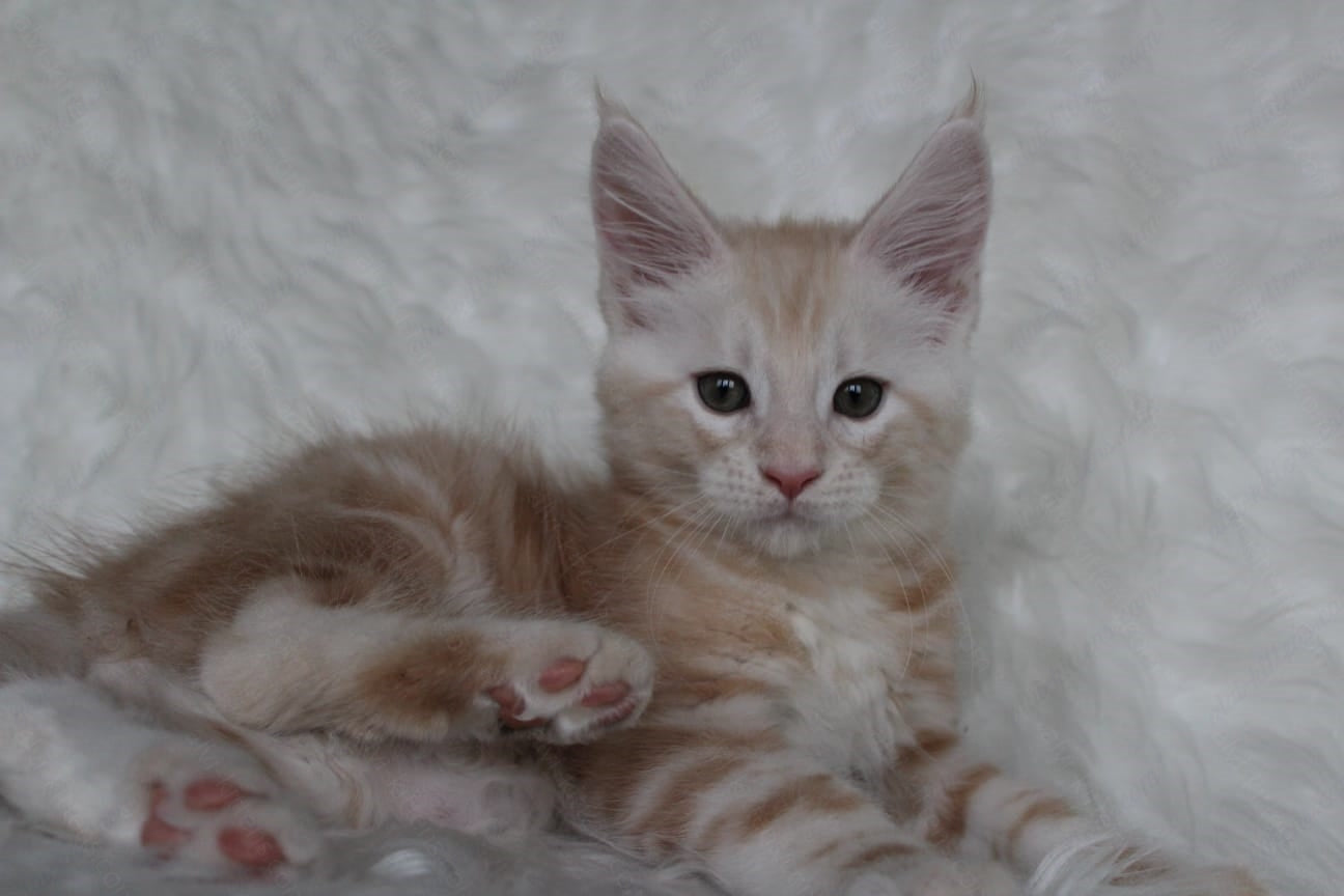 Maine Coon Kitten Name "Quest"