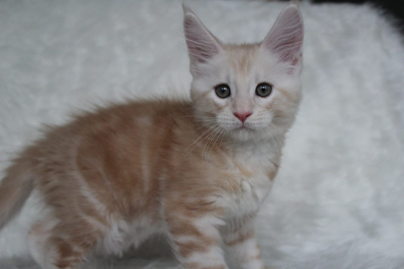 Maine Coon Kitten Name "Quest"