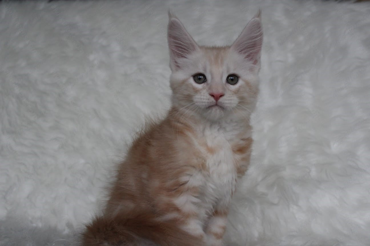 Maine Coon Kitten Name "Quest"