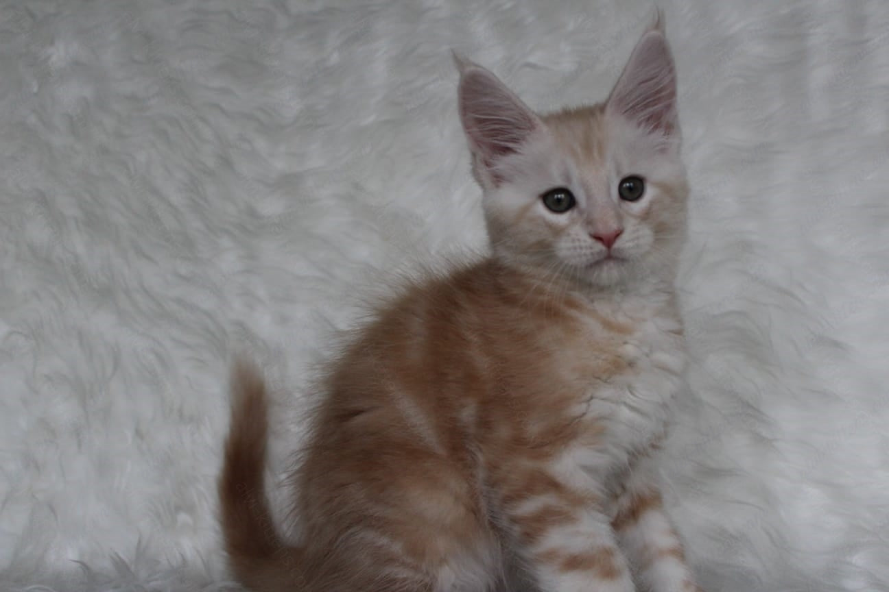 Maine Coon Kitten Name "Quest"