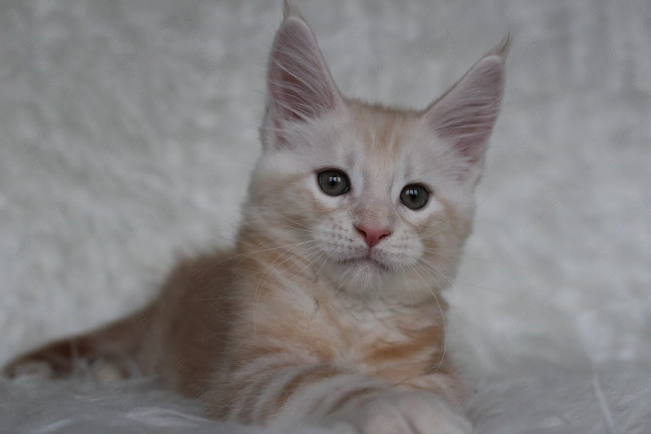 Maine Coon Kitten Name "Quest"