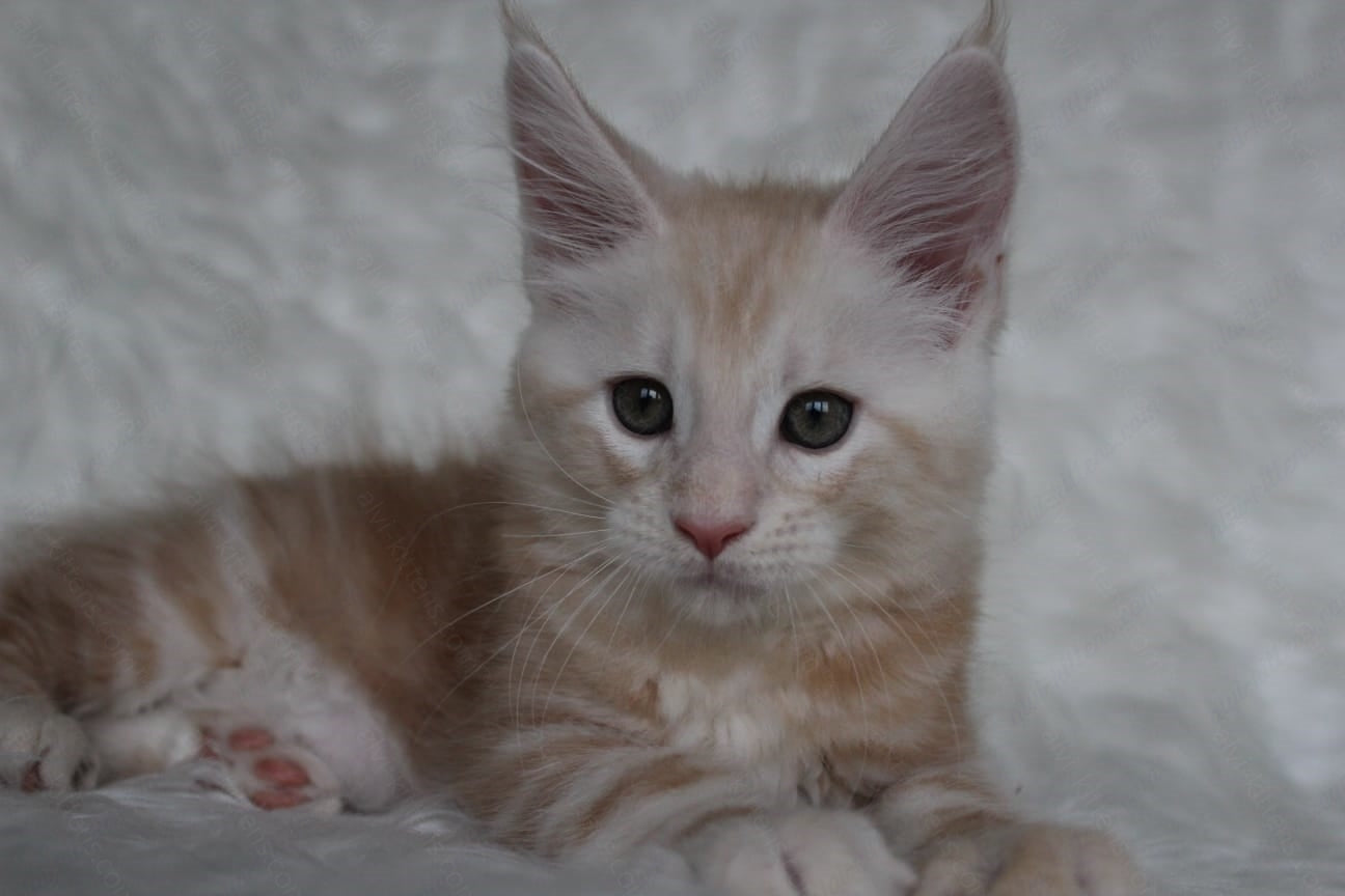 Maine Coon Kitten Name "Quest"