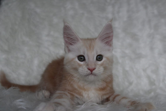 Maine Coon Kitten Name "Quest"