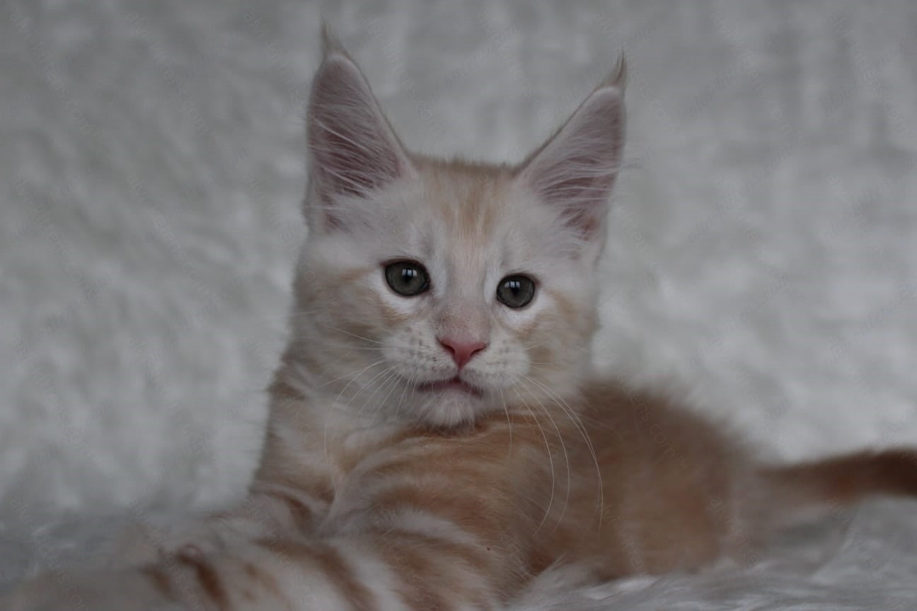 Maine Coon Kitten Name "Quest"