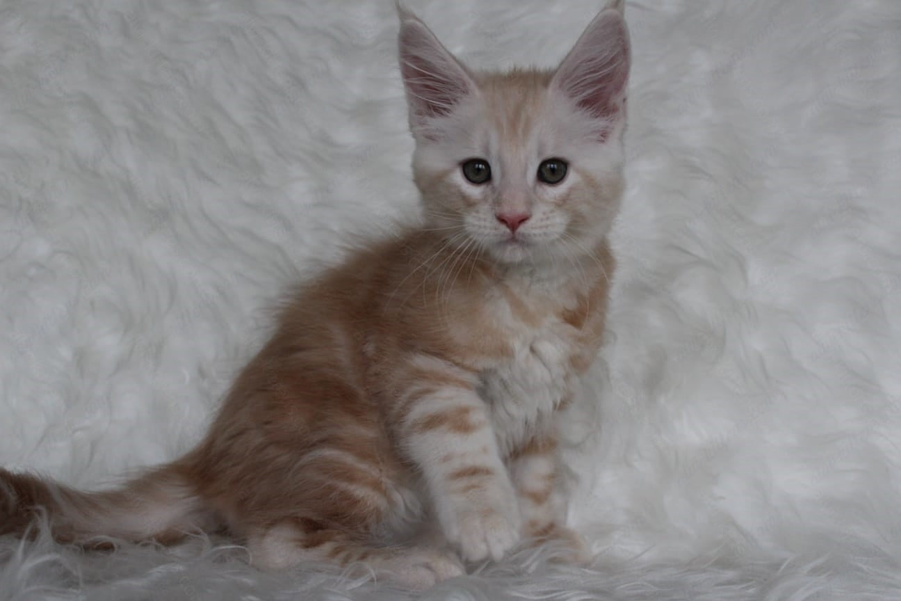 Maine Coon Kitten Name "Quest"