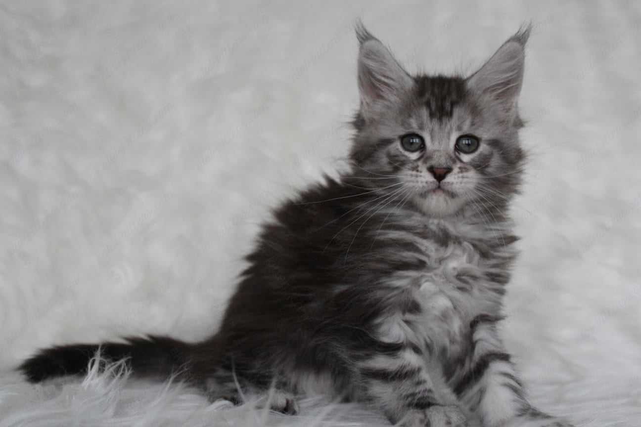 Maine Coon Kitten Name "Richy"